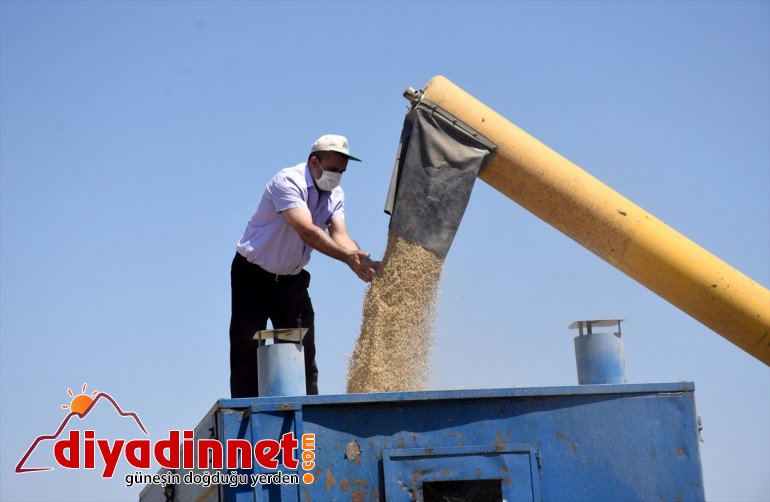 ter için operatörleri ekmek MUŞ - Biçerdöver parası Muş Ovası