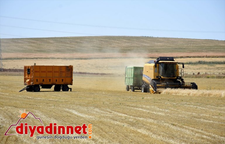 - parası döküyor Biçerdöver Muş ekmek operatörleri Ovası