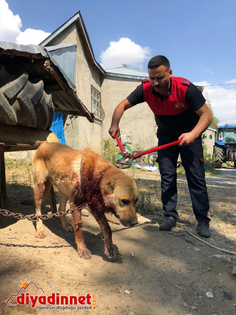 Boynu bağlı olduğu evin önünde zincire sıkışan köpek kurtarıldı