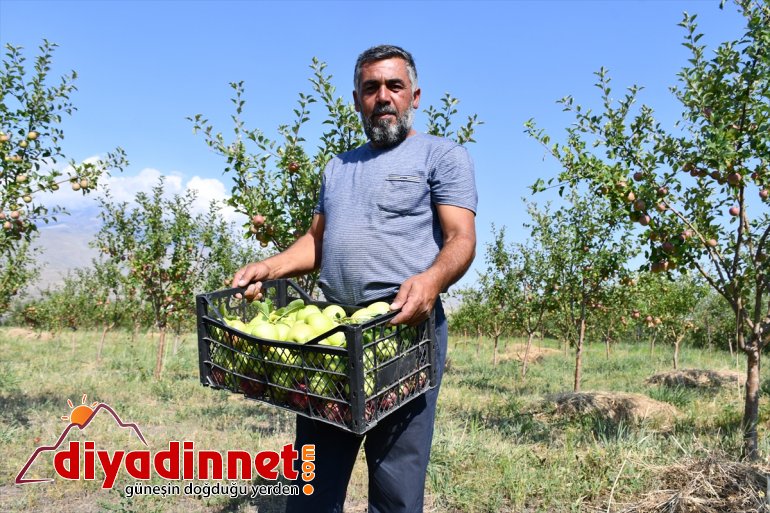 dönüştüren tonlarca Çorak bahçeye - meyve yetiştiriyor araziyi AĞRI esnaf 1