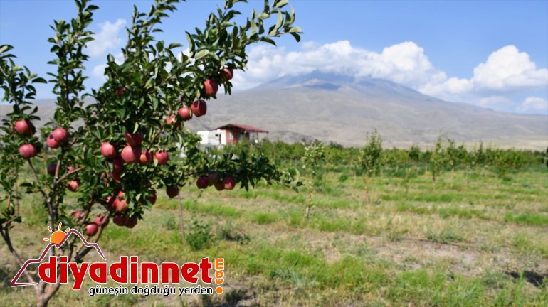 Çorak - tonlarca AĞRI bahçeye meyve dönüştüren yetiştiriyor araziyi esnaf 2