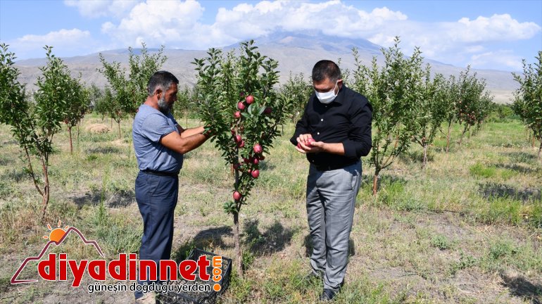 esnaf AĞRI tonlarca araziyi dönüştüren - Çorak yetiştiriyor meyve bahçeye 3