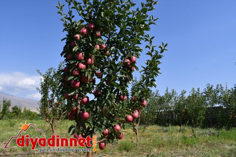 esnaf meyve yetiştiriyor araziyi tonlarca AĞRI bahçeye dönüştüren Çorak - 4