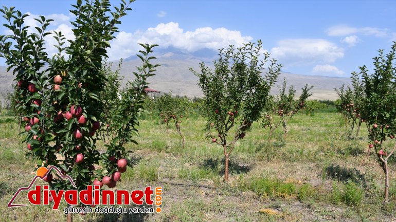 AĞRI tonlarca yetiştiriyor esnaf araziyi meyve Çorak - dönüştüren bahçeye 5