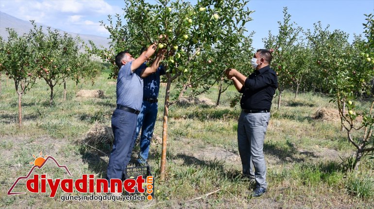 meyve - AĞRI araziyi yetiştiriyor esnaf tonlarca dönüştüren Çorak bahçeye 6