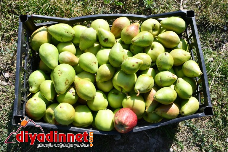 Çorak araziyi bahçeye dönüştüren esnaf tonlarca meyve yetiştiriyor