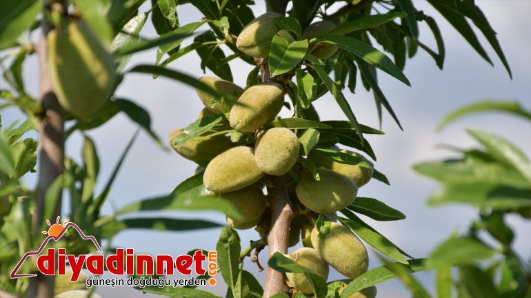 AĞRI araziyi esnaf meyve tonlarca bahçeye Çorak dönüştüren yetiştiriyor - 8