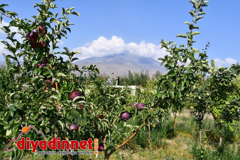 yetiştiriyor Çorak meyve bahçeye esnaf araziyi AĞRI - dönüştüren tonlarca 9