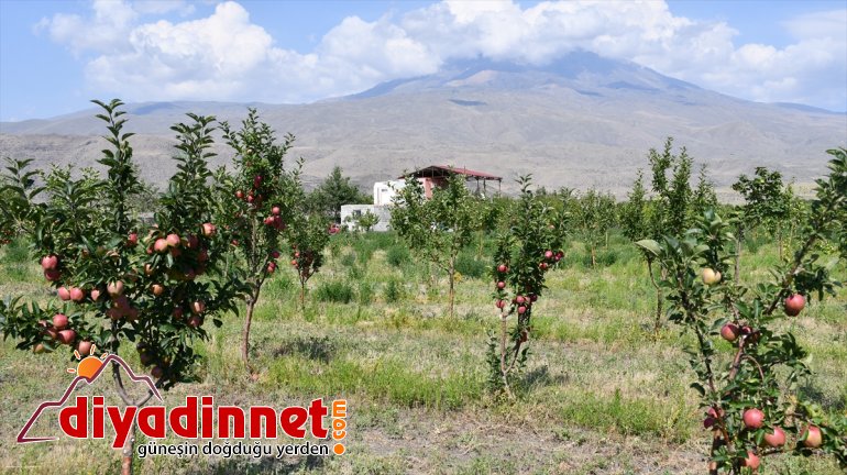 - Çorak esnaf yetiştiriyor bahçeye AĞRI dönüştüren meyve tonlarca araziyi 10