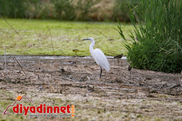 hazırlığı cennetinde Doğu