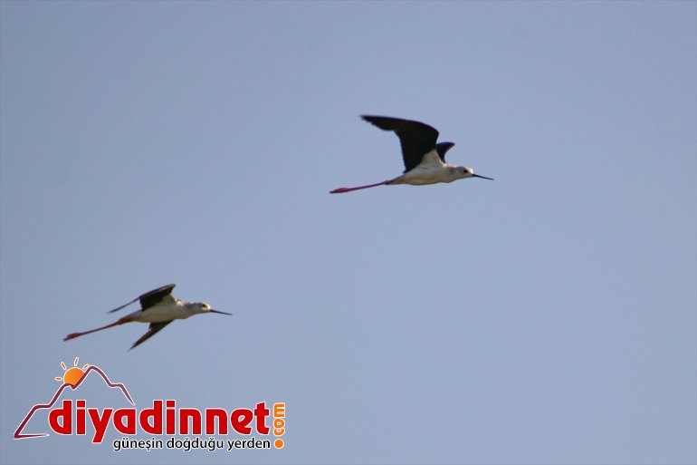 göç kuş cennetinde Doğu