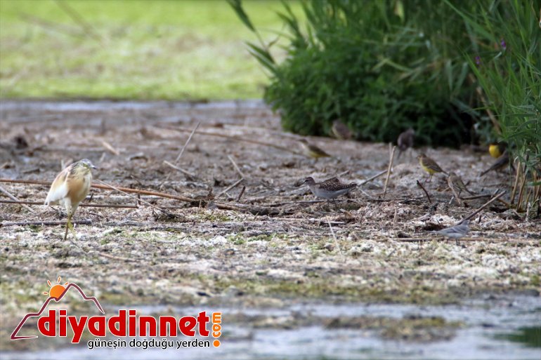 kuş hazırlığı Doğu