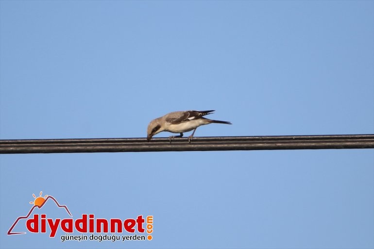 göç cennetinde Doğu