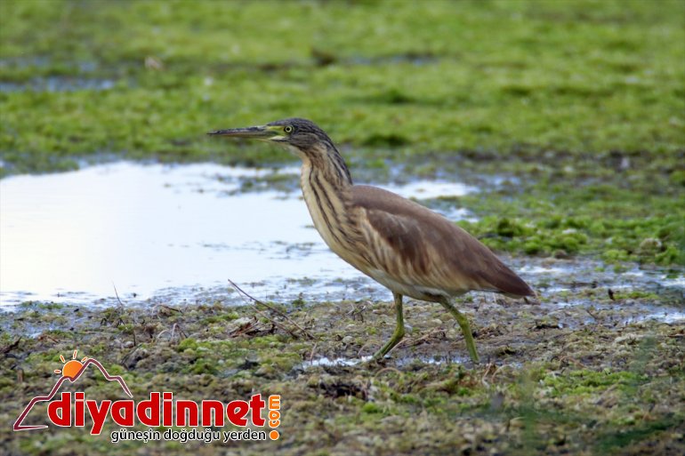 kuş cennetinde göç hazırlığı Doğu