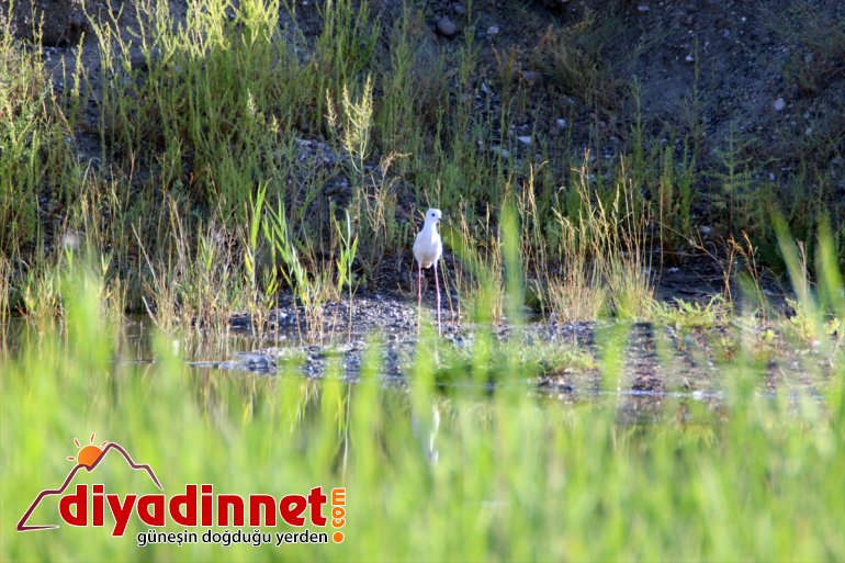 hazırlığı göç başladı kuş Doğu