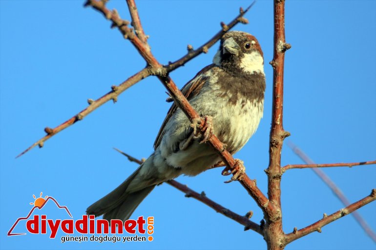 kuş başladı cennetinde Doğu