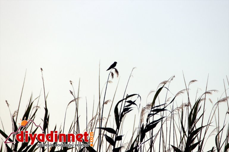 göç başladı Doğu