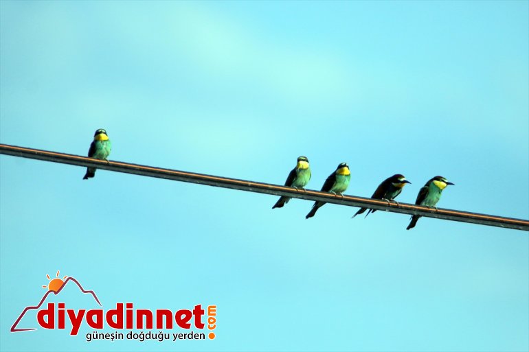 cennetinde göç kuş Doğu