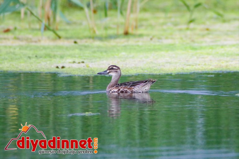 kuş cennetinde başladı Doğu