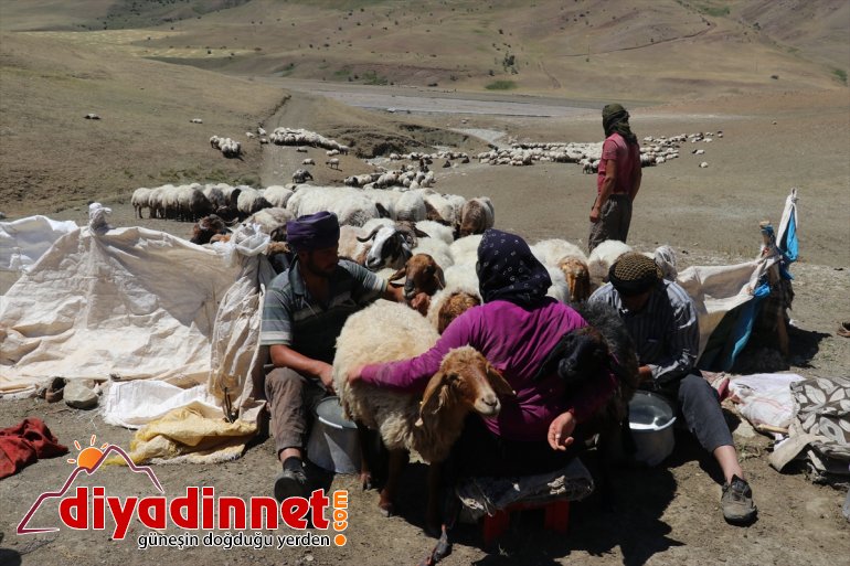Göçer kadınların eşek sırtında zorlu "süt" yolculuğu