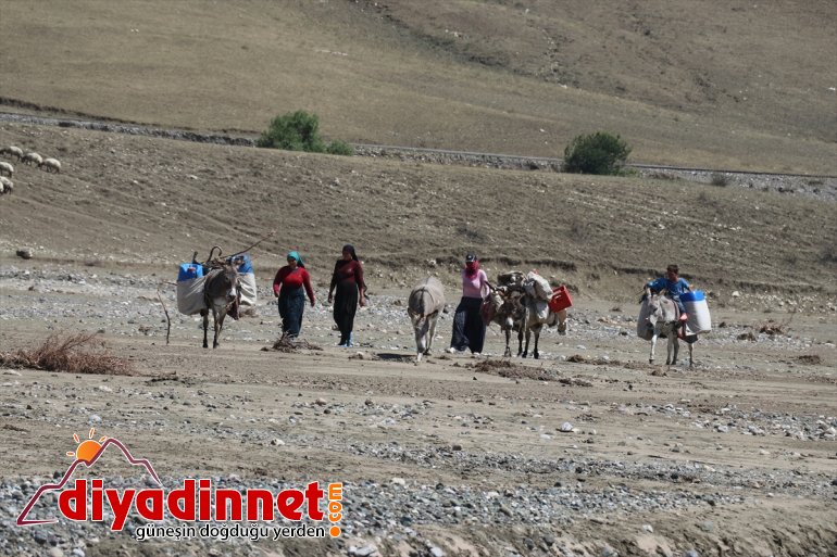 AĞRI sırtında - eşek kadınların Göçer zorlu süt yolculuğu  5