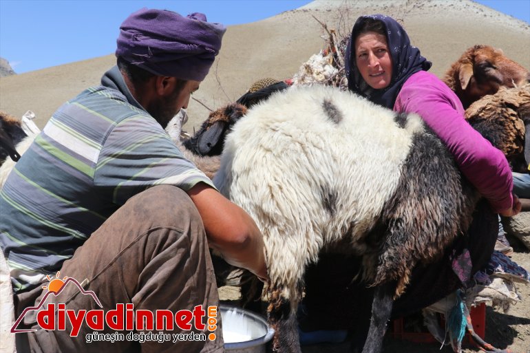 zorlu kadınların eşek sırtında Göçer - süt yolculuğu  AĞRI 8