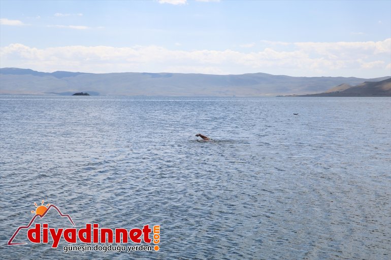 Deliveli, geçti yüzerek Gölü