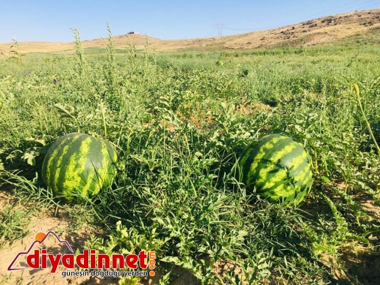 Patnoslu Çiftçi Pandemi sürecini organik ürünlerle uğraşarak geçiriyor