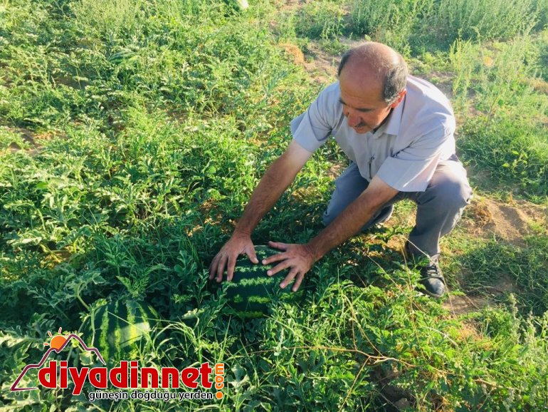 Patnoslu Çiftçi Pandemi sürecini organik ürünlerle uğraşarak geçiriyor2