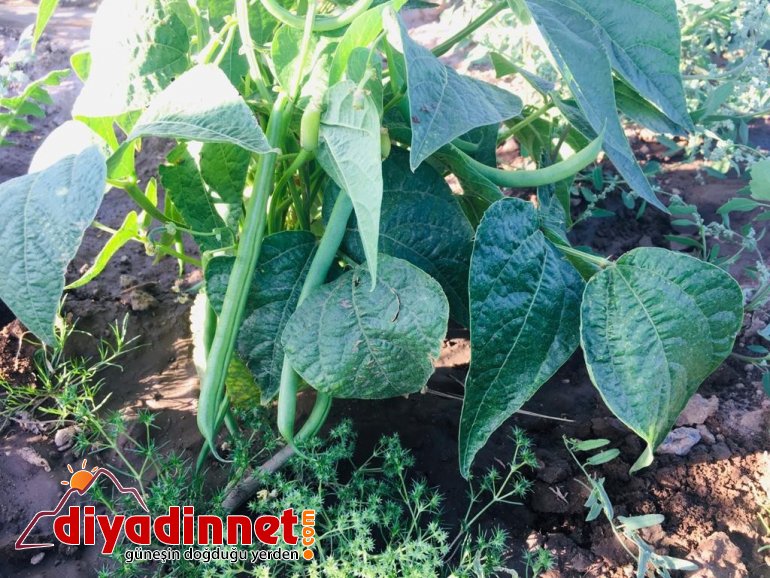 Patnoslu Çiftçi Pandemi sürecini organik ürünlerle uğraşarak geçiriyor3