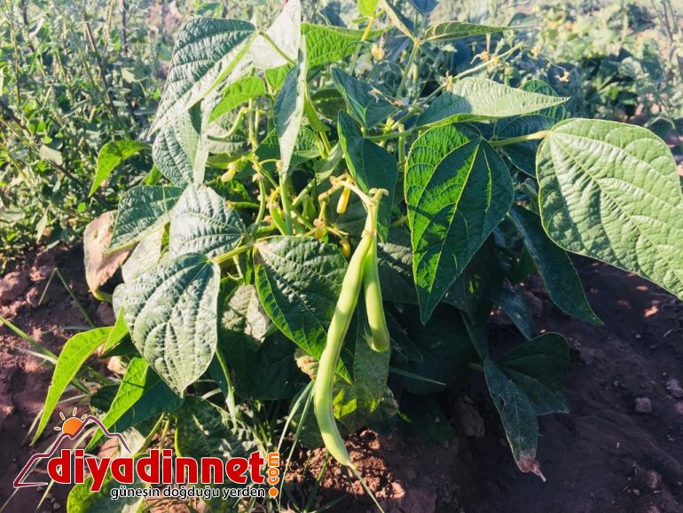 Patnoslu Çiftçi Pandemi sürecini organik ürünlerle uğraşarak geçiriyor4