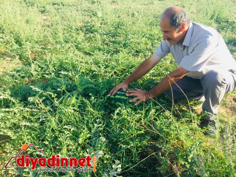 Patnoslu Çiftçi Pandemi sürecini organik ürünlerle uğraşarak geçiriyor5