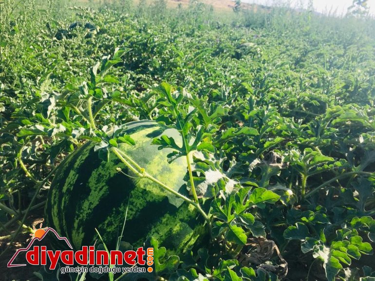 Patnoslu Çiftçi Pandemi sürecini organik ürünlerle uğraşarak geçiriyor6