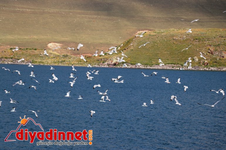 gürültüsünden  uzaklaşmak Gölü Balık mekanı: gözde isteyenlerin AĞRI Şehrin - 11
