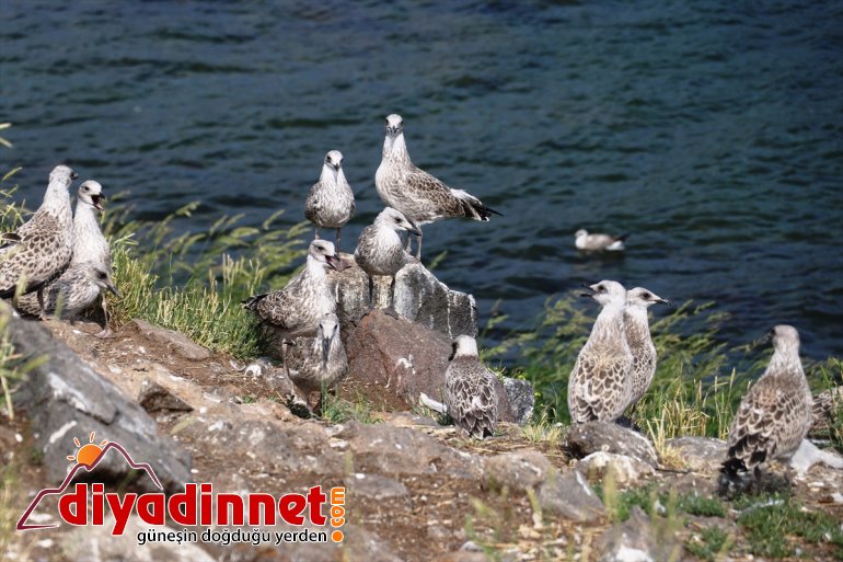 Balık gürültüsünden mekanı: AĞRI isteyenlerin Gölü  gözde - Şehrin uzaklaşmak 15