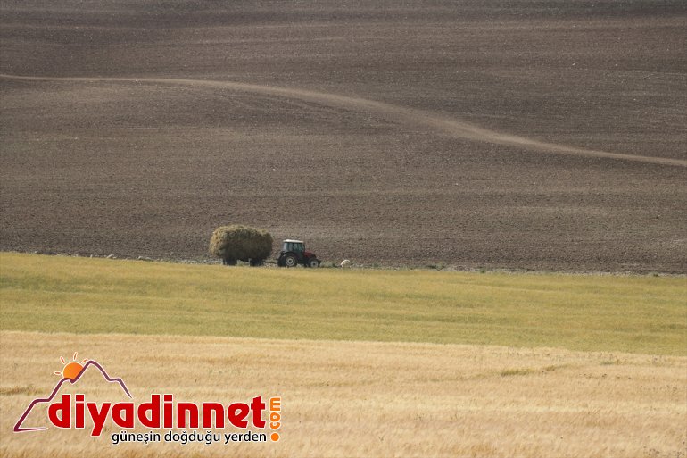 Sıcaktan bunalan çiftçiler hasatlarını gece yapıyor