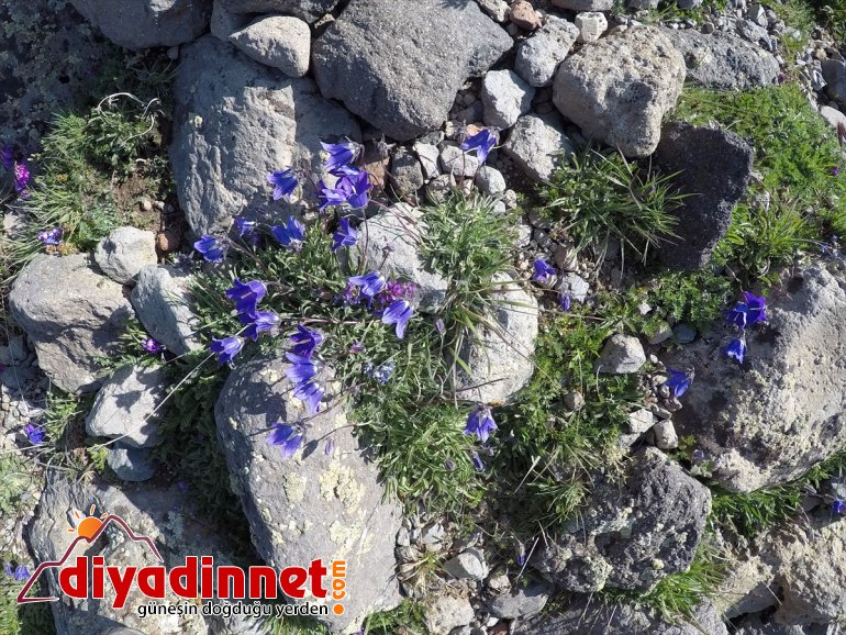 yaşıyor çatısı ve kutup iklimini çöl Türkiye