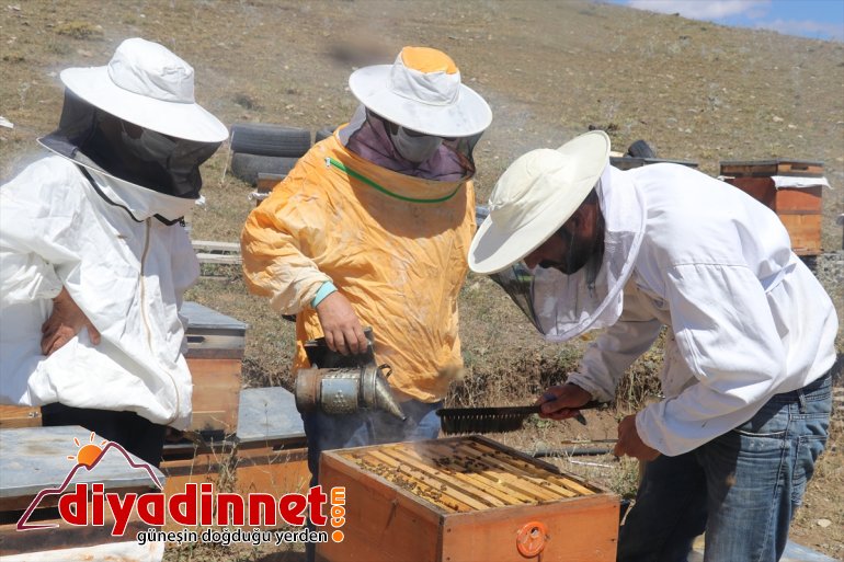 dağlık alanlarda örtüsüne Zengin hasat AĞRI bitki tatlı - heyecanı en sahip 3