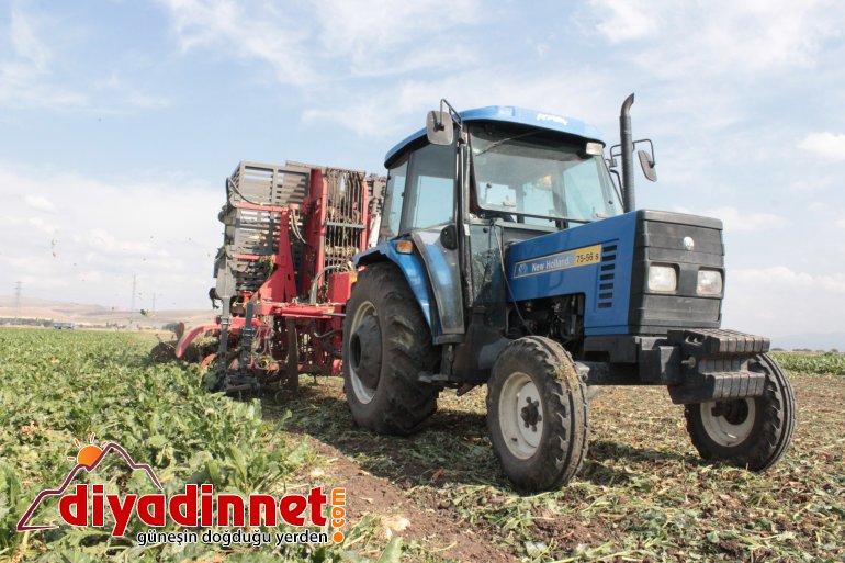 Ağrı'da şeker pancarı hasadı sürüyor