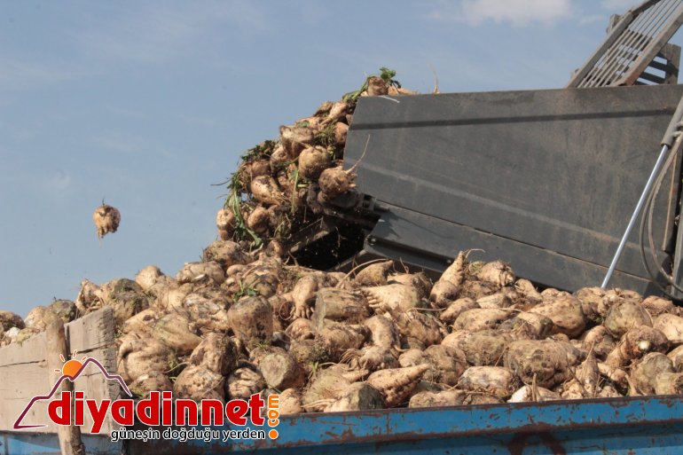 Ağrı da şeker pancarı hasadı sürüyor2