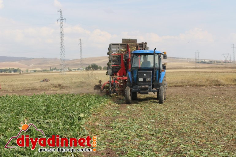Ağrı da şeker pancarı hasadı sürüyor3
