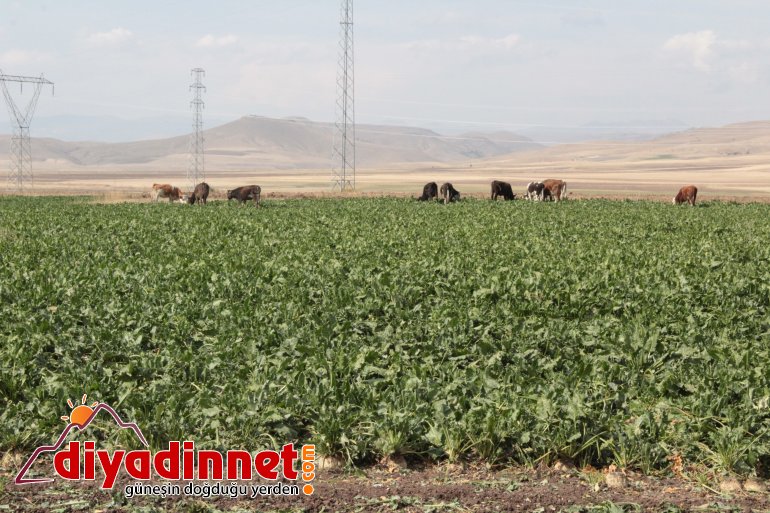 Ağrı da şeker pancarı hasadı sürüyor4