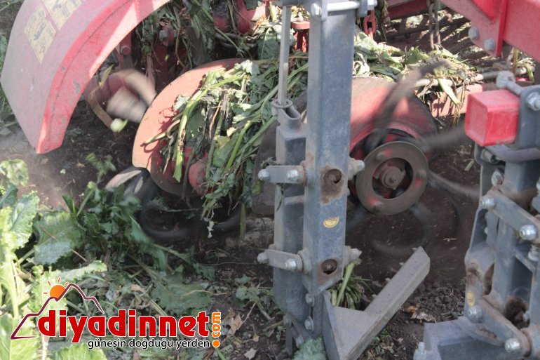 Ağrı da şeker pancarı hasadı sürüyor5