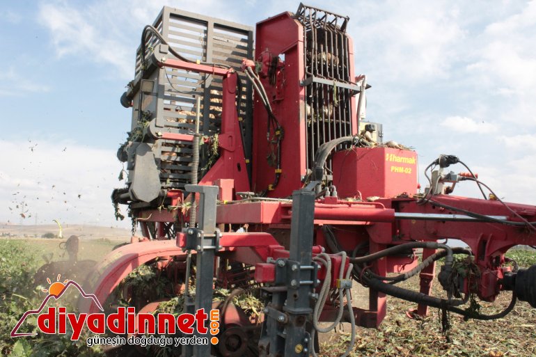 Ağrı da şeker pancarı hasadı sürüyor6