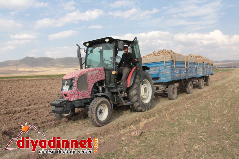Ağrı da şeker pancarı hasadı sürüyor7