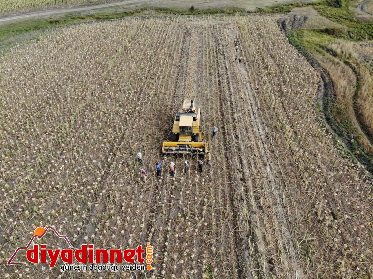 Ağrı'da üretimi yaygınlaşan ayçiçeği bölge ekonomisine katkı sunuyor