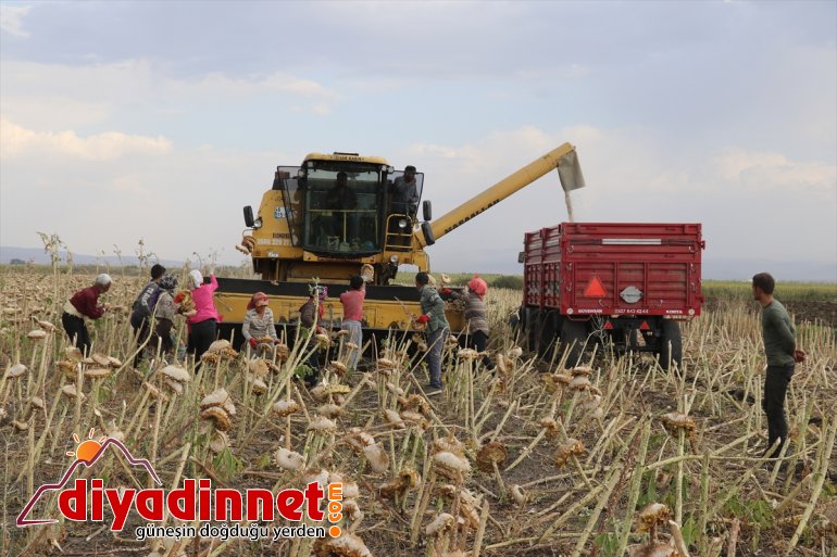 ayçiçeği katkı bölge ekonomisine yaygınlaşan üretimi Ağrı