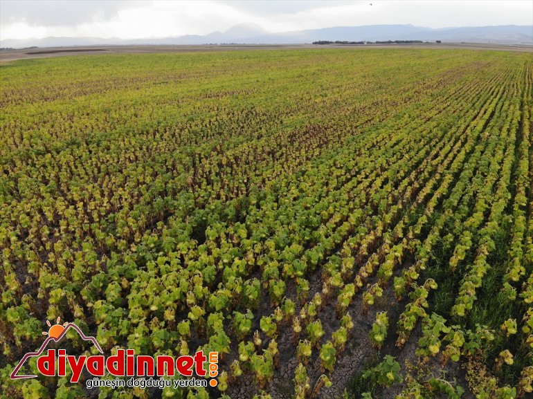 yaygınlaşan üretimi bölge ayçiçeği katkı ekonomisine Ağrı