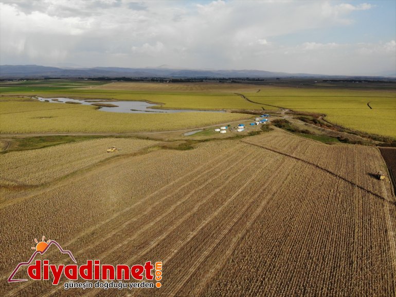 ekonomisine üretimi yaygınlaşan ayçiçeği bölge katkı Ağrı