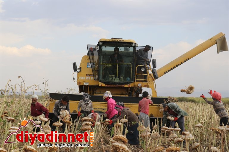 yaygınlaşan üretimi katkı ayçiçeği ekonomisine sunuyor bölge Ağrı